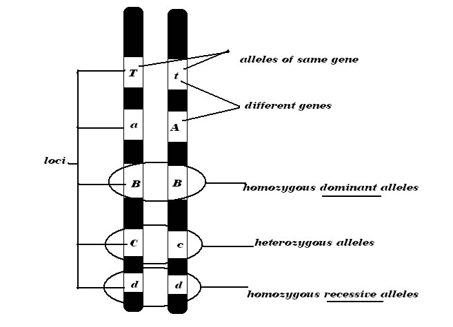 Genetics